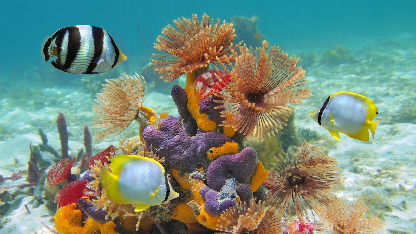 Marine Life