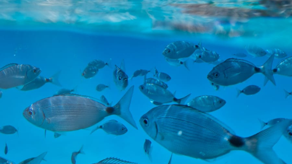 Emerald Coast (2).png