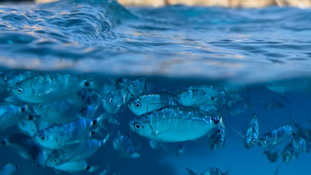 Emerald Coast (7).png