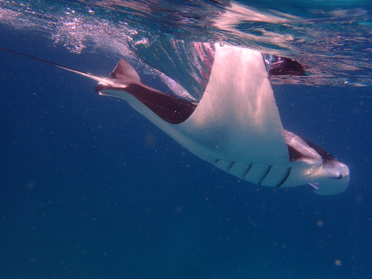 maldives open water swimming