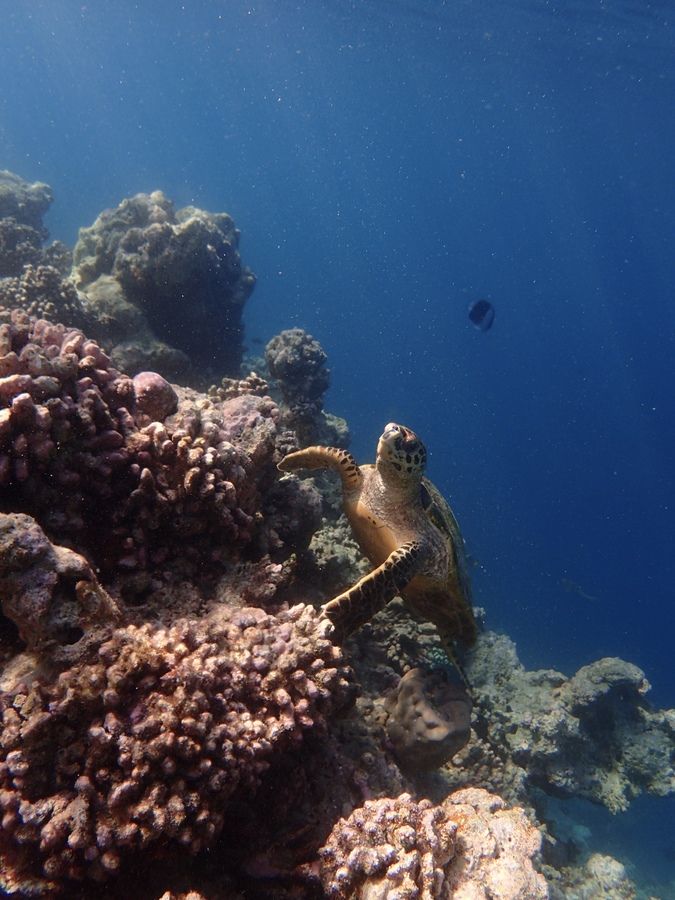 Maldives turtle.jpg