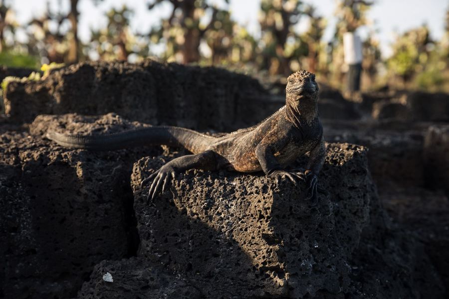 chad galapagos iguana.jpeg