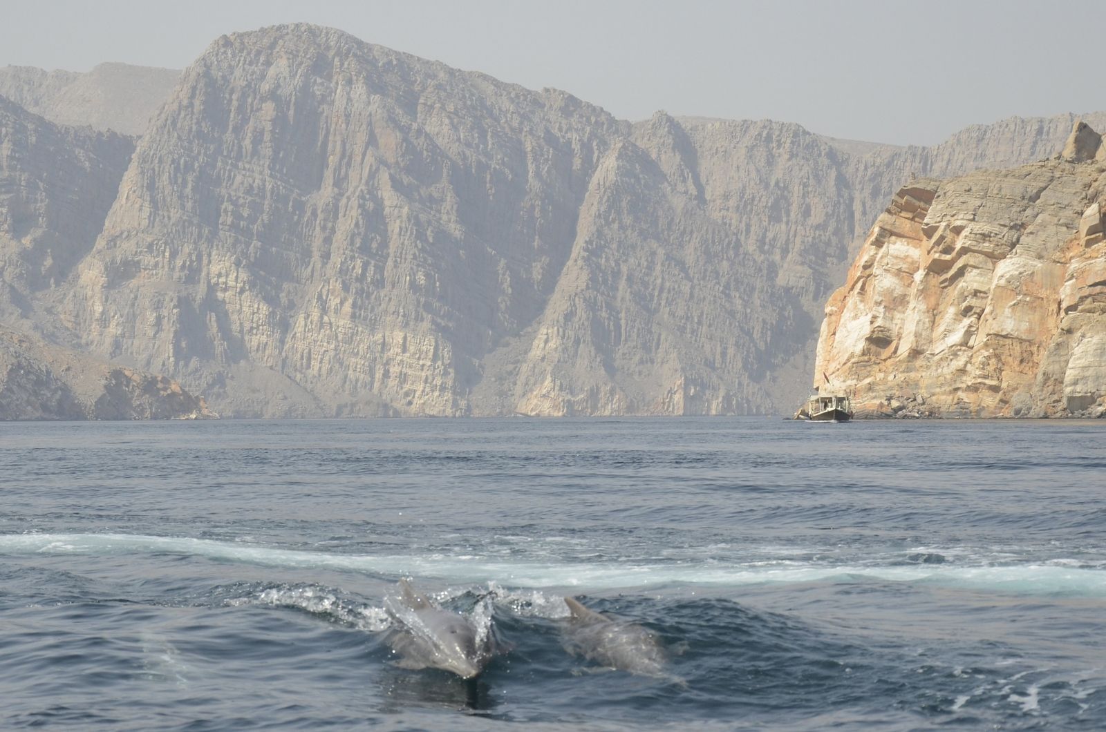 Coll Dolphins Oman