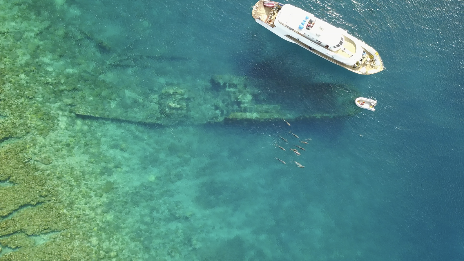 Swimming holidays Egypt liveaboard dolphins shipwreck.png