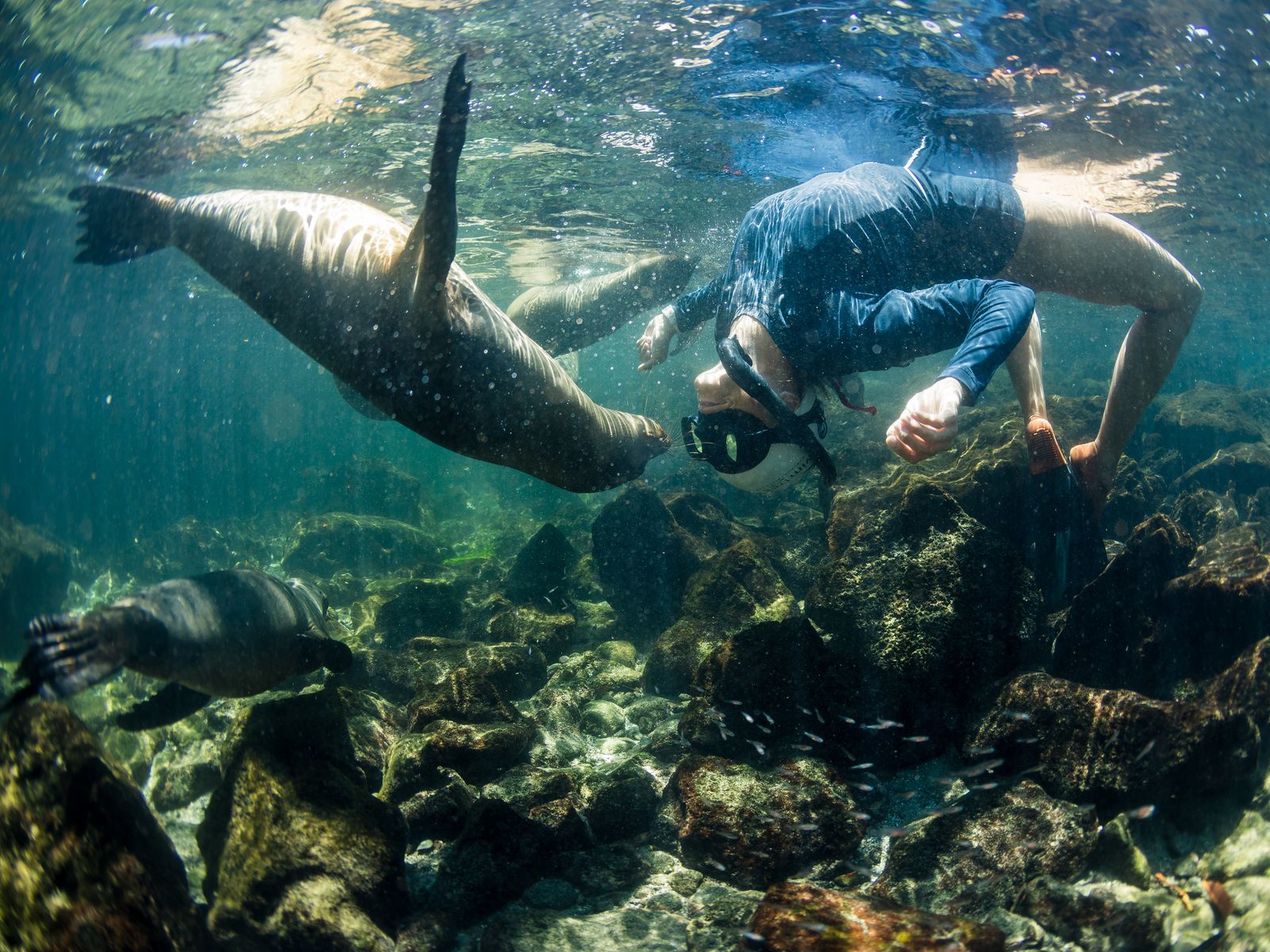 Galapagos-Islands-SwimTrek-0229.jpg