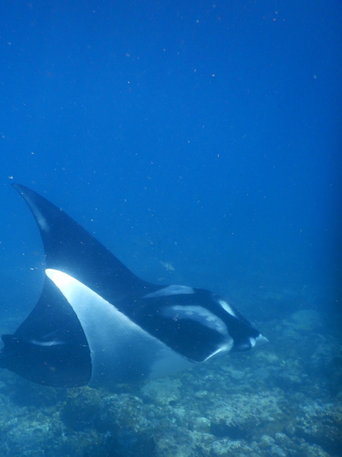 Kelliann galapagos manta ray.jpg