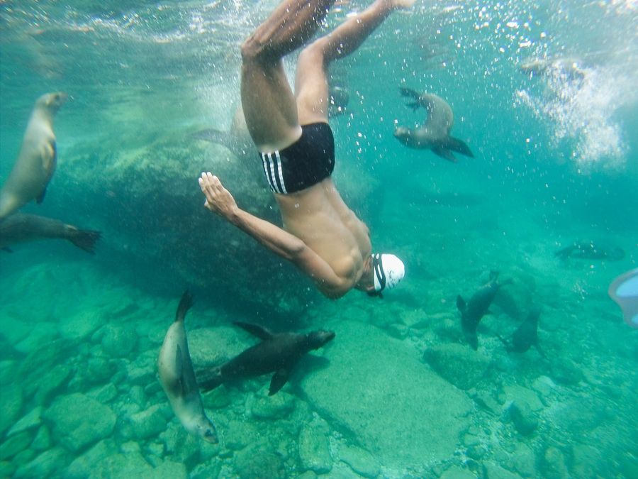 swimming_holidays_swimtrek_baja_mexico_seal_dive