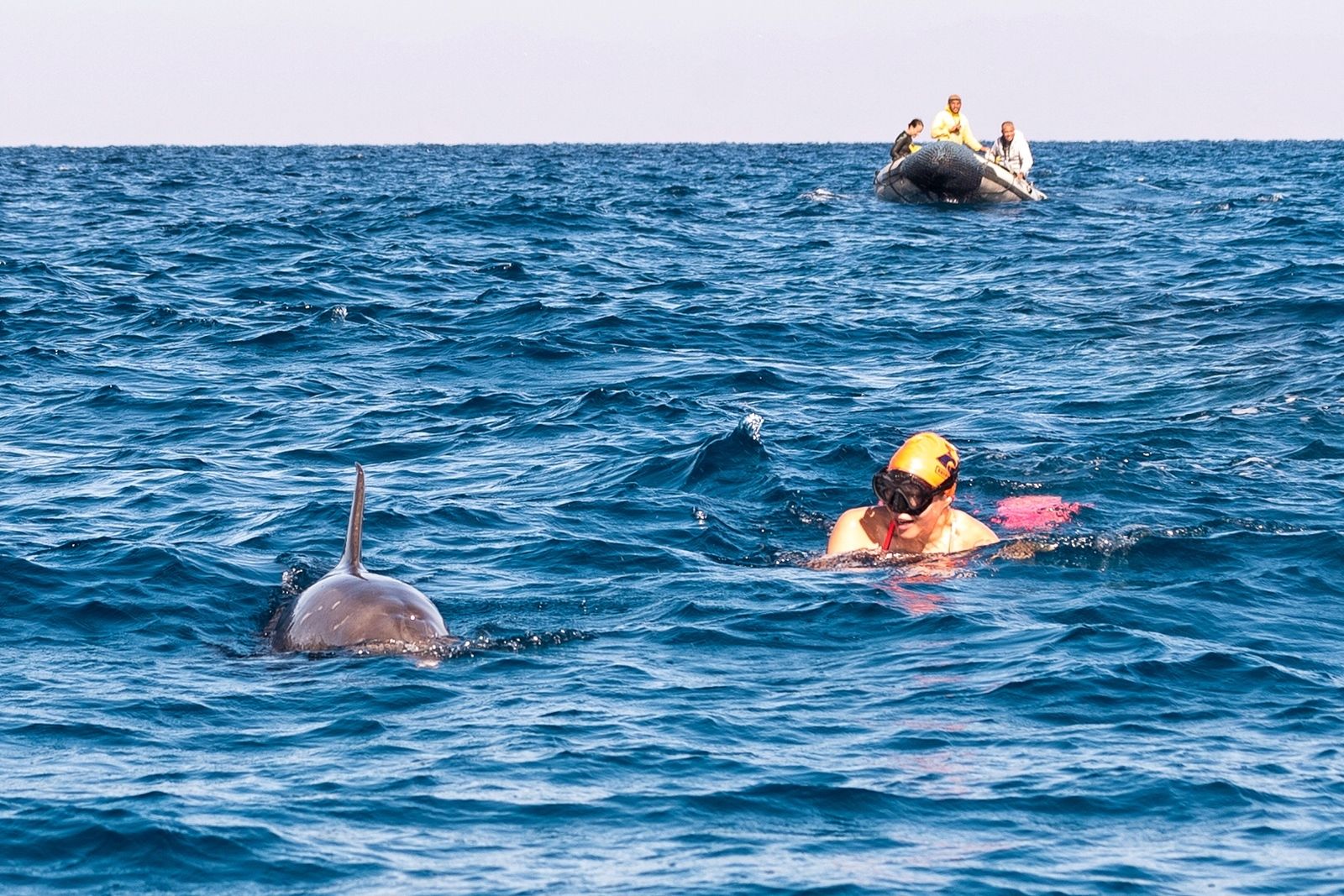 Egypt dolphins 