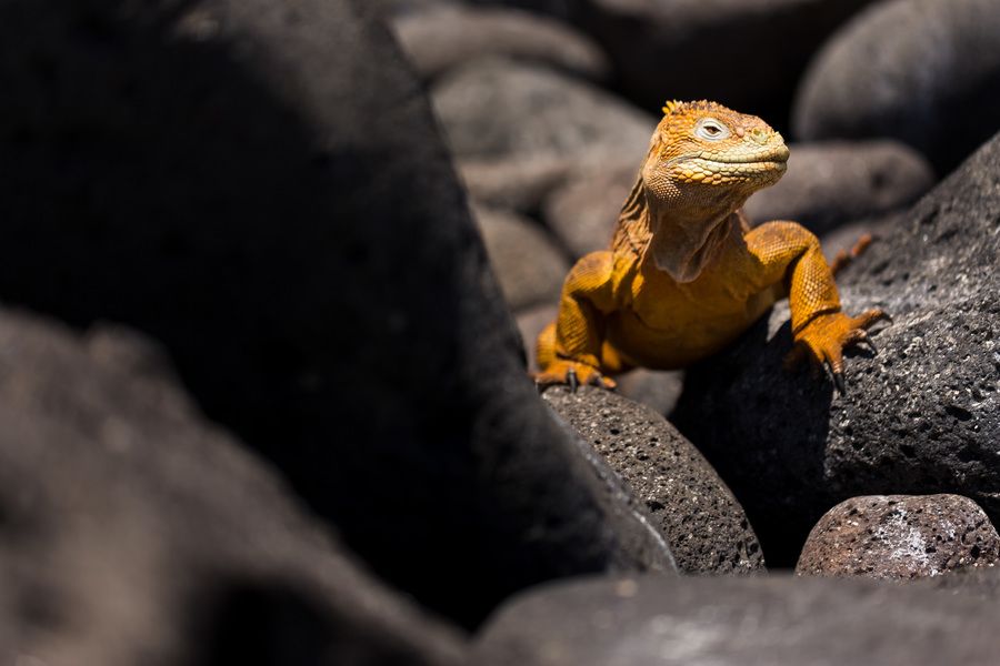 Galapagos-Islands-North-Seymour-0024.jpg