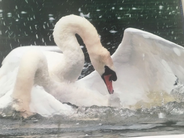 Sid the Swan, Emma Richards